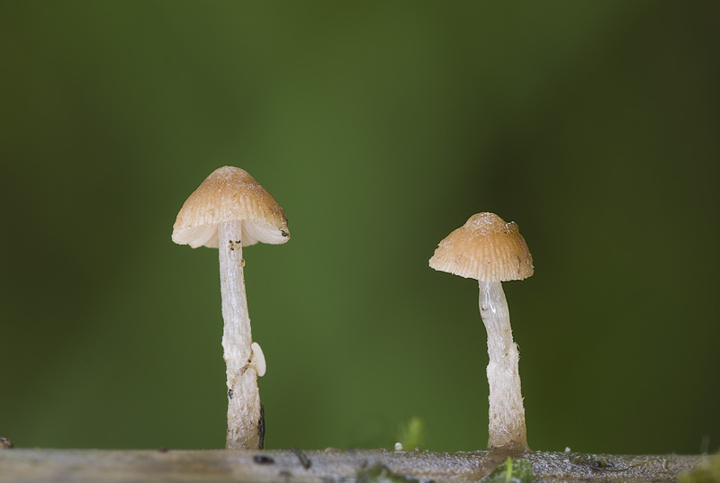 Psathyrella typhae